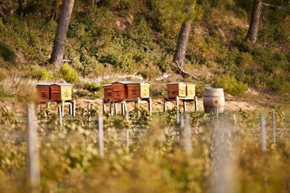 Provence Countryside